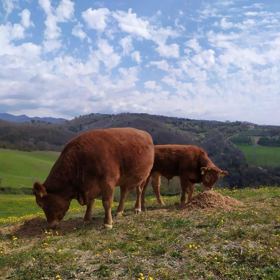 Agriturismo Corzano Barberino di Mugello Buitenkant foto